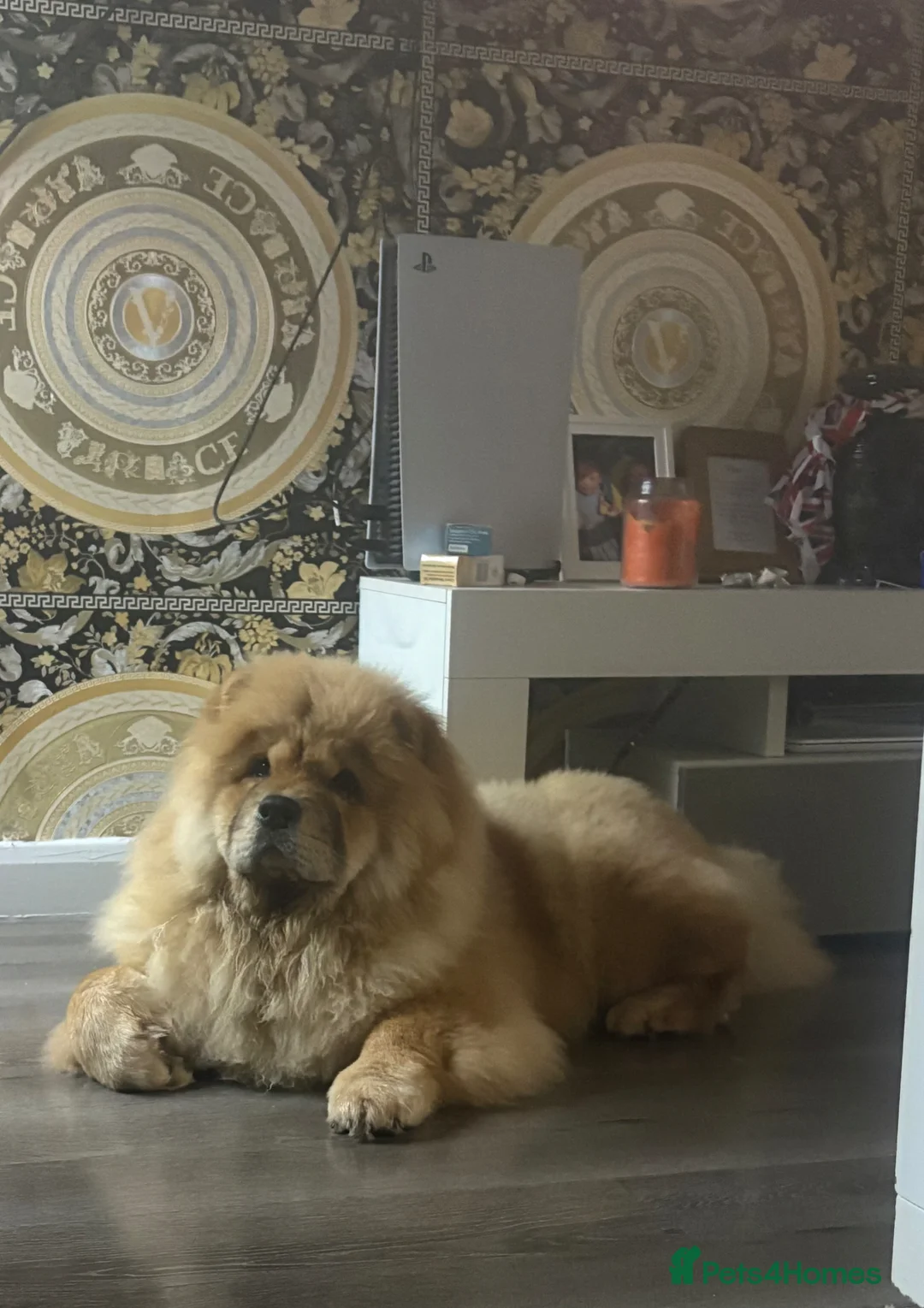 Chow Chow dogs for stud: KC Registered Chow Chow stud  - Advert 5