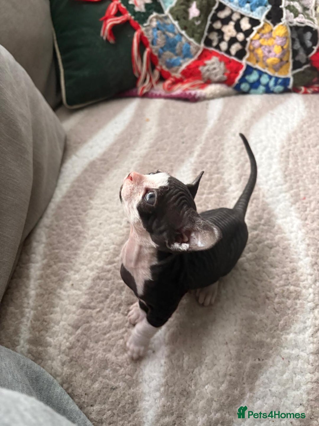 Sphynx cats for sale: Sphynx kitten £350 - £450 - Advert 6