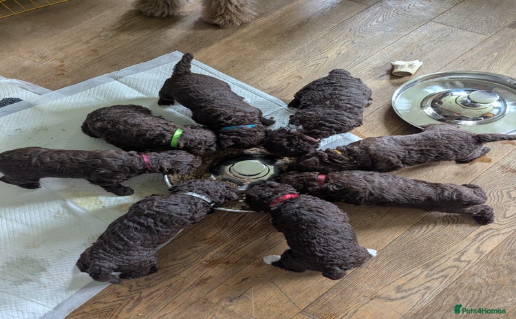 Spanish Water Dog dogs - Advert 1