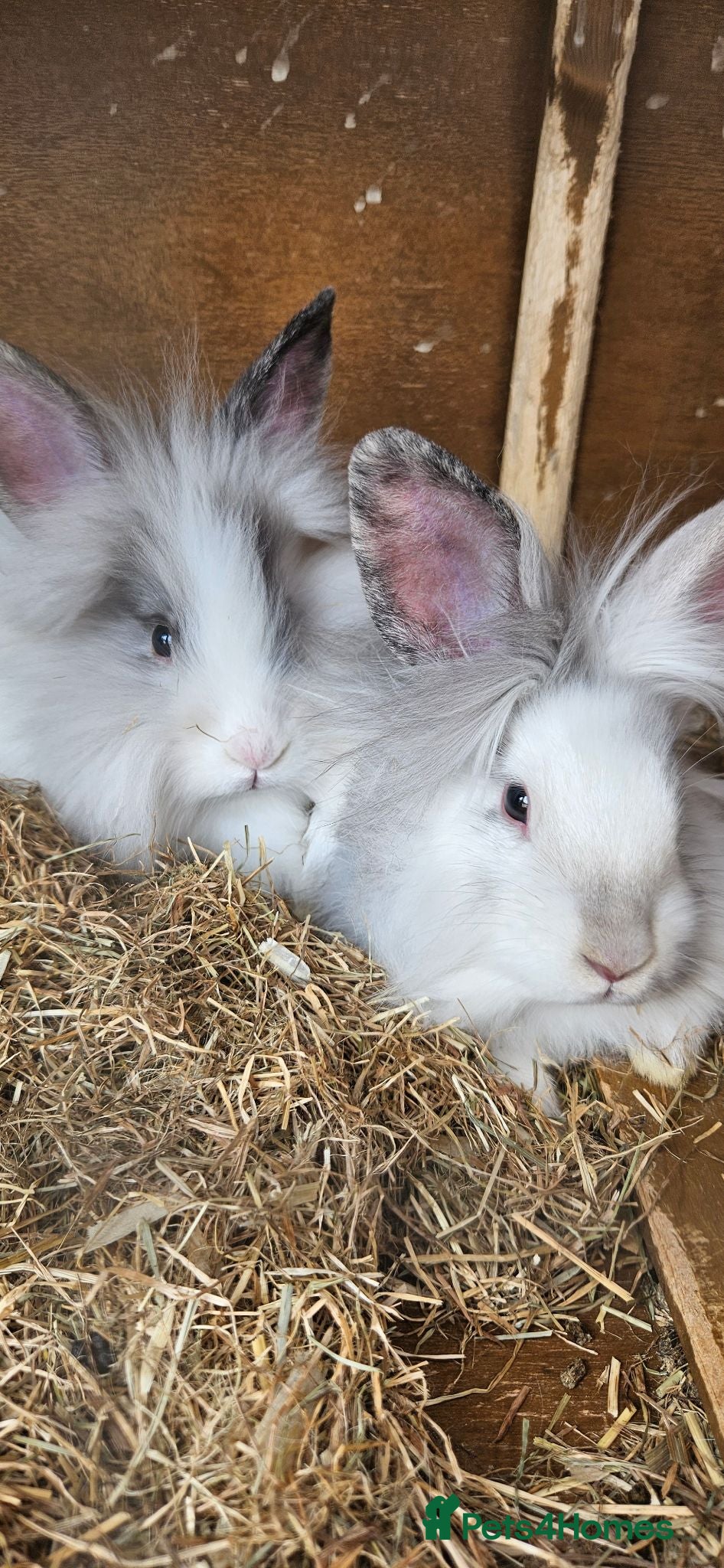 Lionhead rabbits 3 baby lionheads needing homes - Advert 1