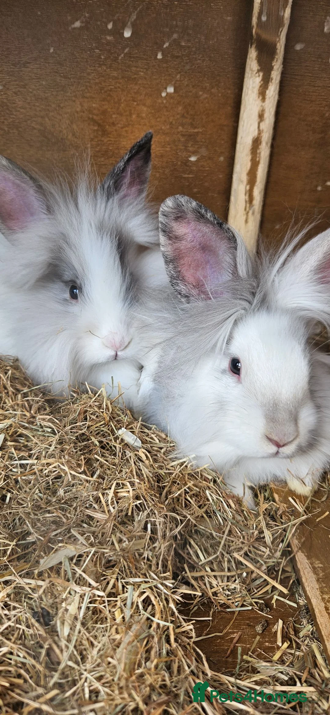 Lionhead rabbits for sale: 3 baby lionheads needing homes - Advert 1