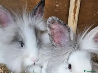 Lionhead rabbits 3 baby lionheads needing homes - Advert 1