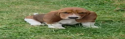 Basset Hound dogs for sale: KC BASSET HOUND PUPPIES  - Advert 28