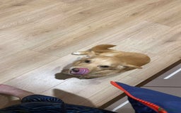 Mixed Breed dogs for adoption: HERSEY  - Advert 5