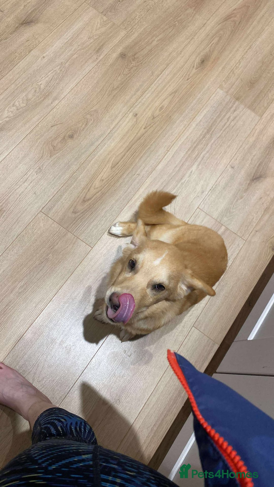 Mixed Breed dogs for adoption: HERSEY  - Advert 5