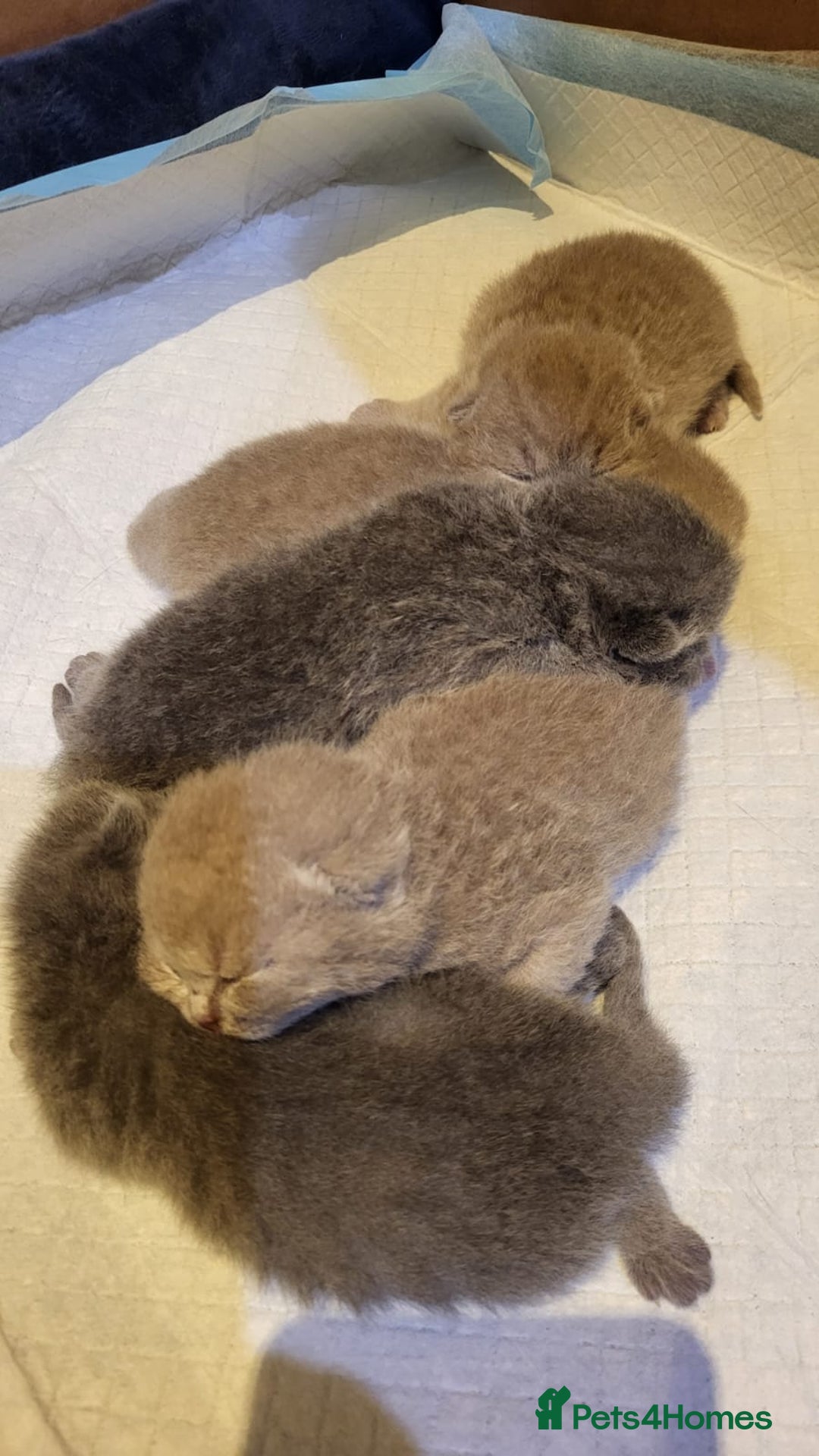 British Shorthair cats for stud: Champion British shorthair  in Derby - Image 6