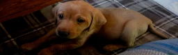 Labrador Retriever dogs for sale: Fox red labrador puppies KC Registered - Advert 5