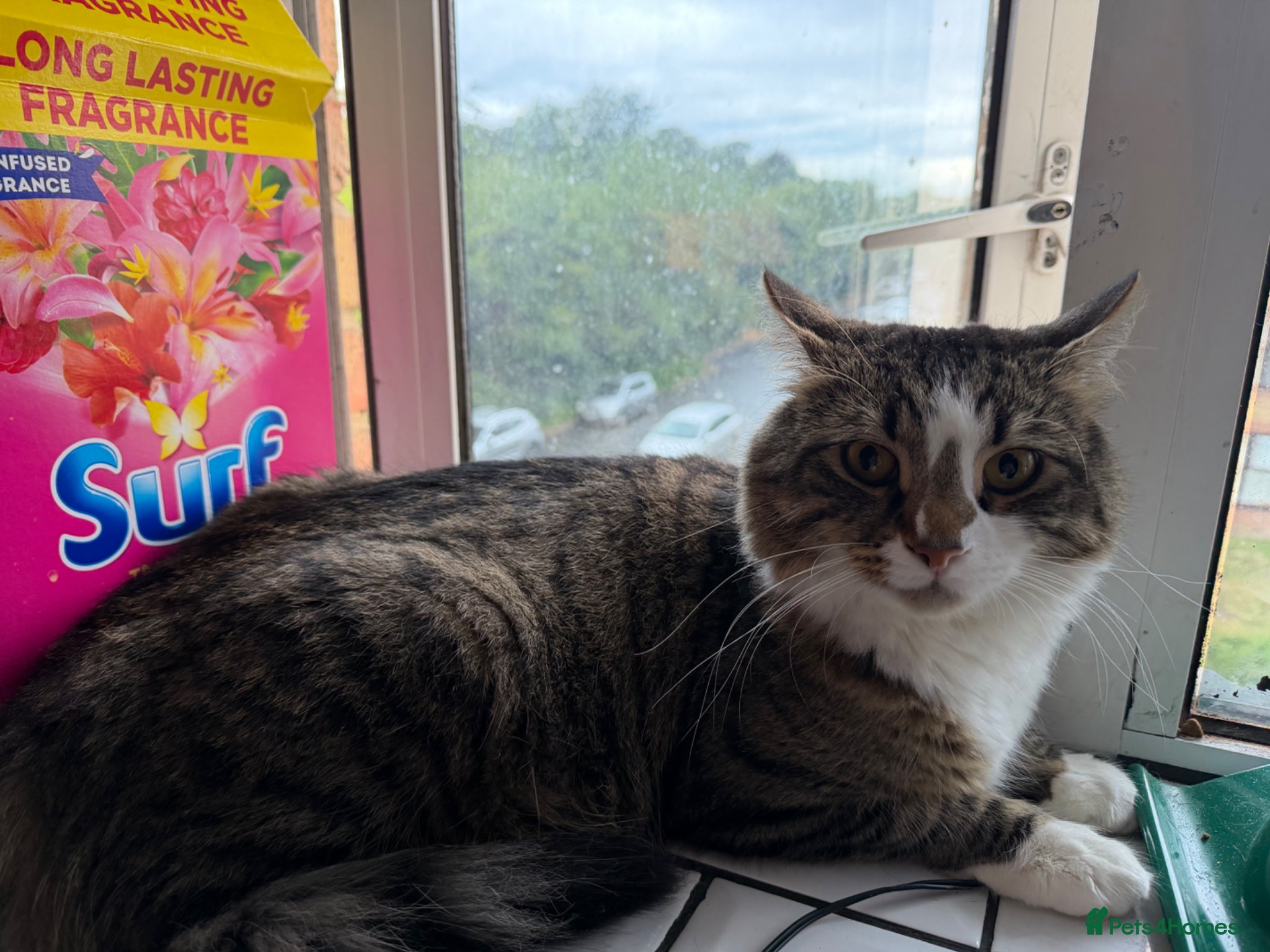 Mixed Breed cats for sale: Male cat - Advert 2