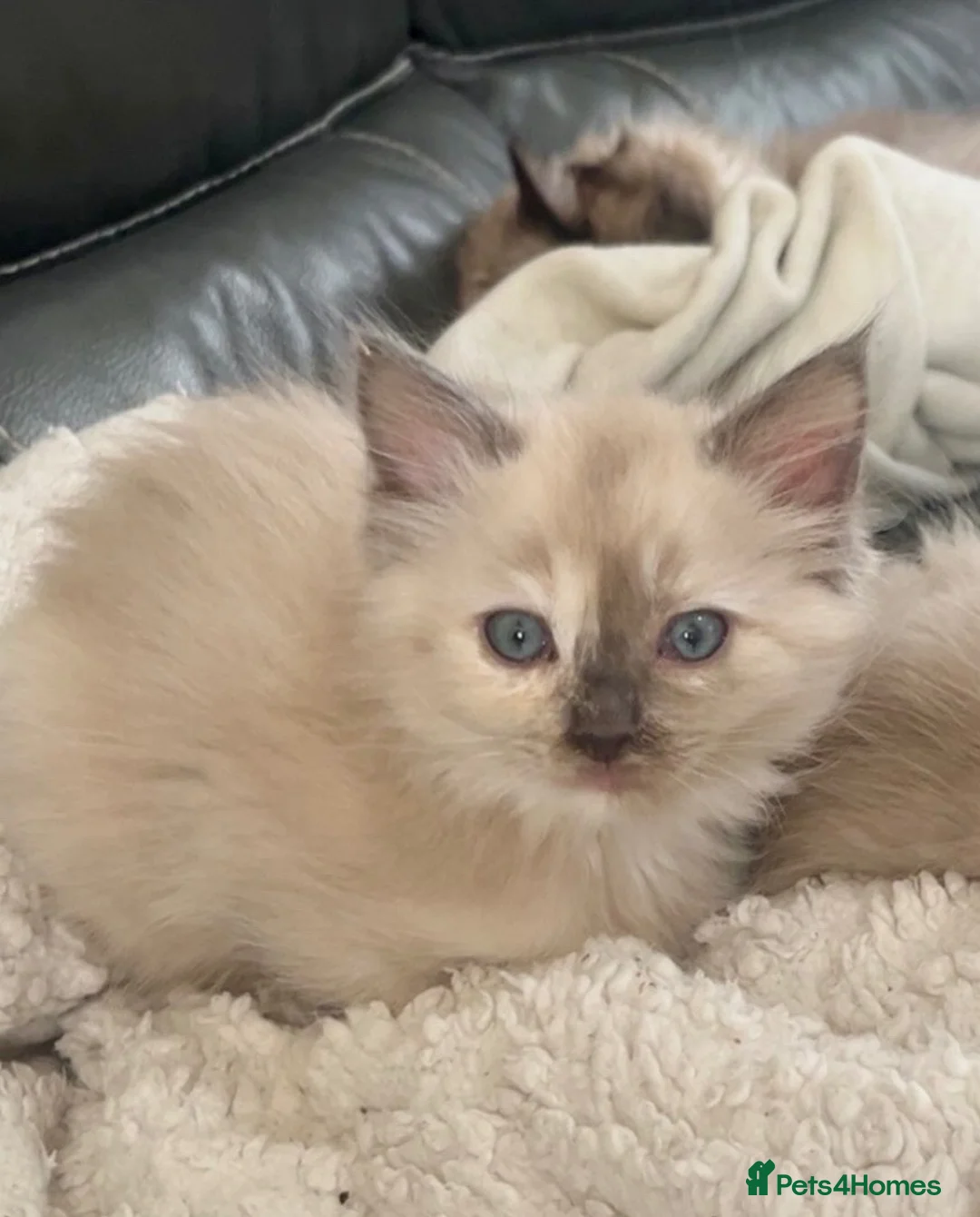 Ragdoll cats for sale: Tica cherubim ragdoll kittens - Advert 2