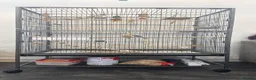 Budgerigars birds for sale: Hand tamed rainbow clearwing budgies  - Advert 12