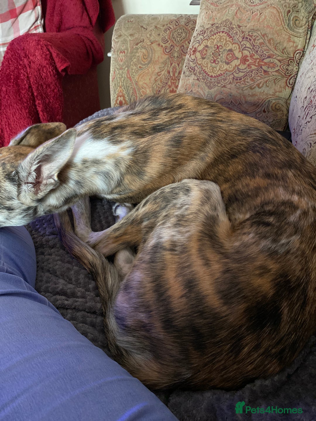 Lurcher dogs for sale: 1 year old Lurcher  - Image 10