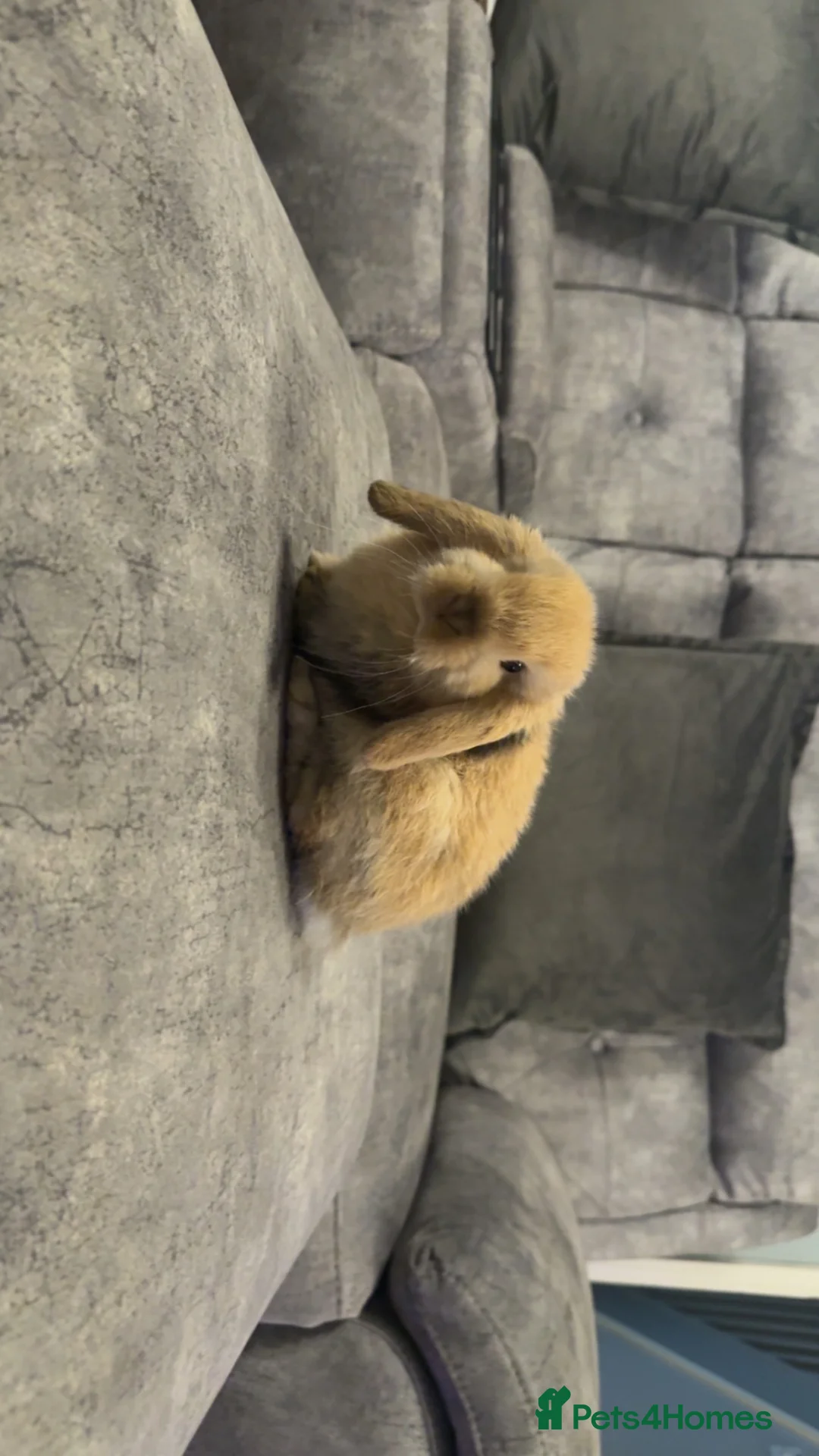 Mini Lop rabbits for sale: Pure bred mini lops🐇 in Bristol - Advert 2