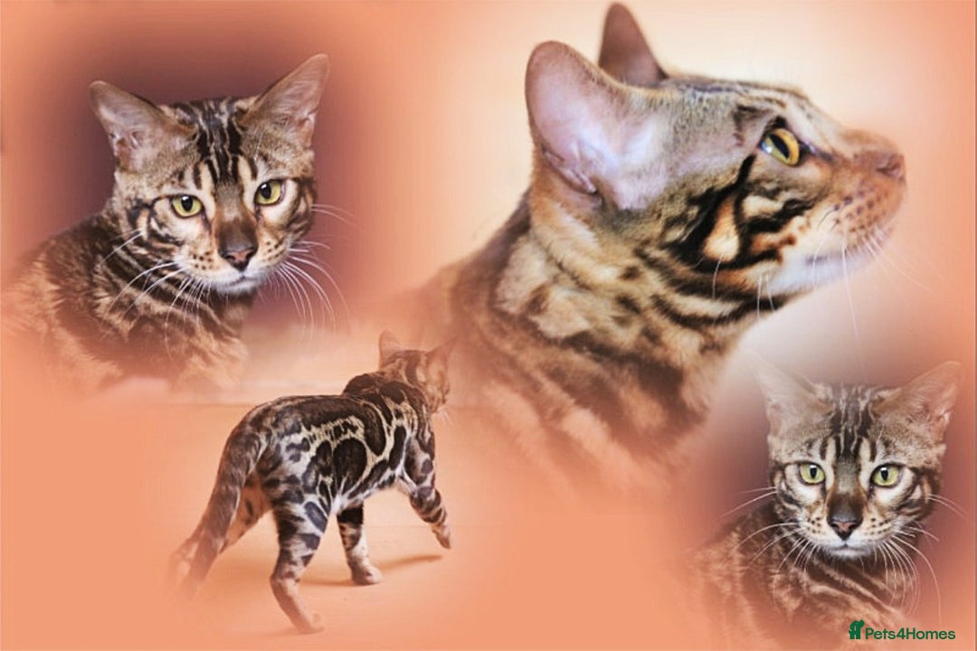 Bengal cats for stud: BLUE + SNOW CARRIER Silver Korea Import Clouded in Gateshead - Advert 5