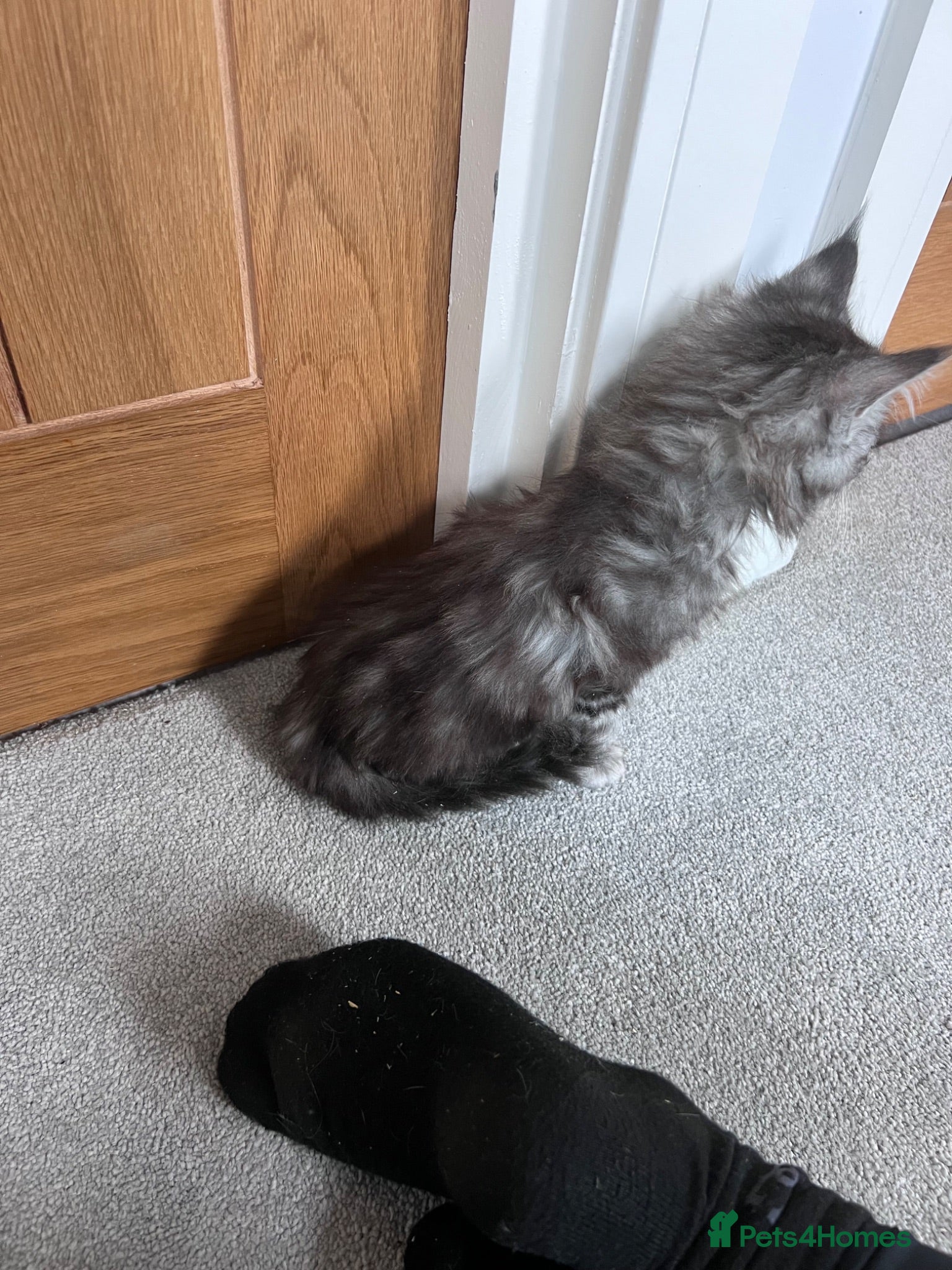 Maine Coon cats 10kittens reduced 🐱 Ready to leave now  - Advert 2