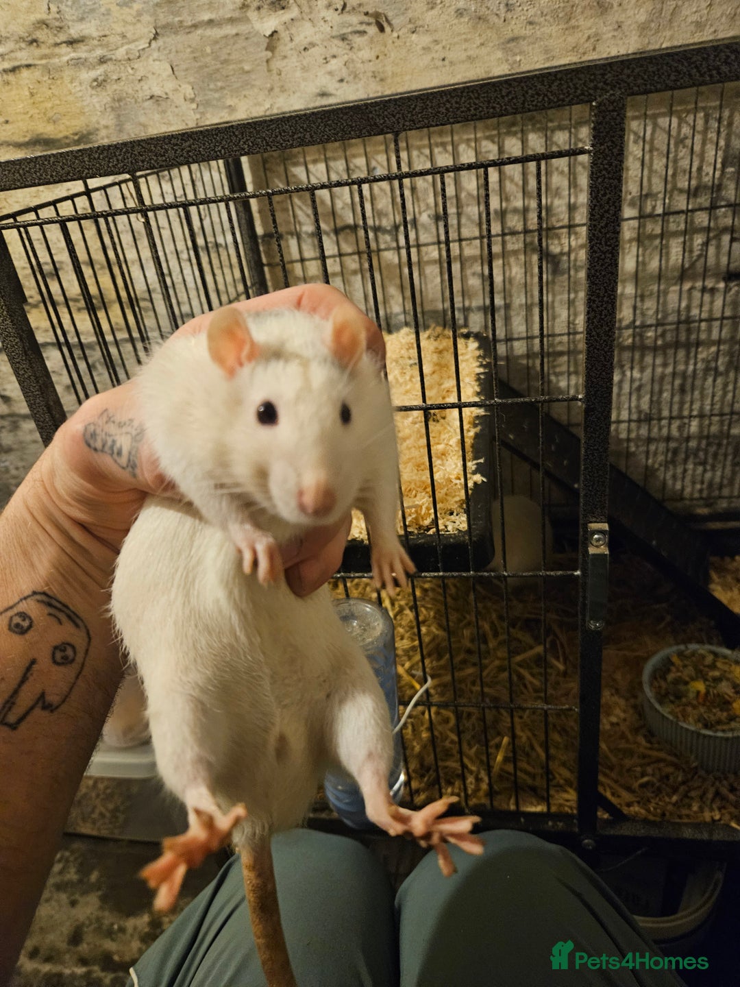 Rat rodents for sale: 2 rats  - Advert 2