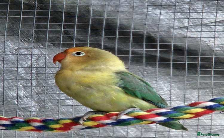 Lovebirds birds - Advert 1
