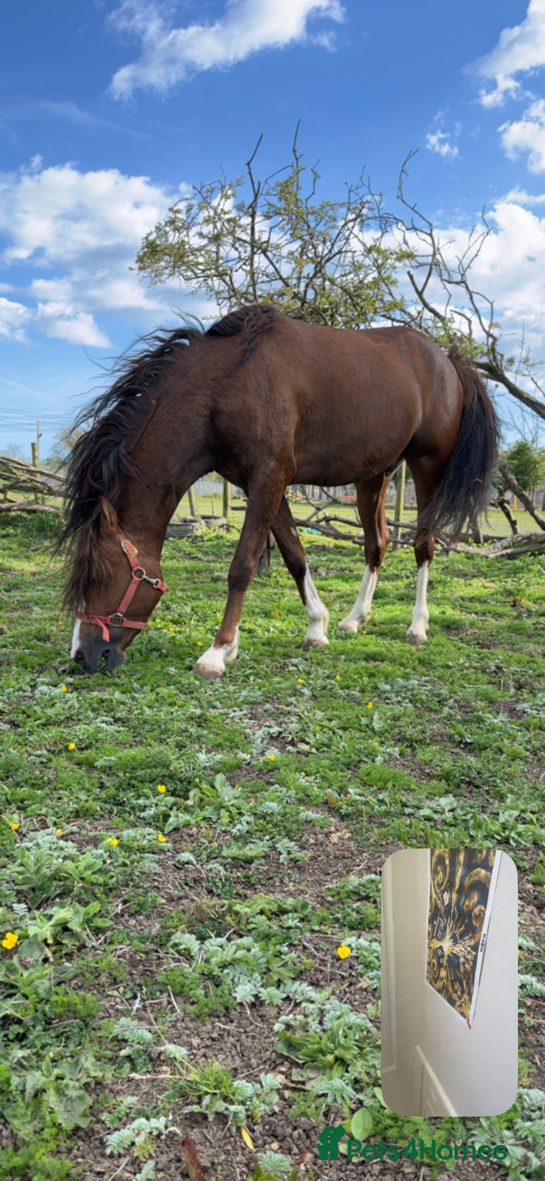 Welsh Section C horses for sale: colt for sale  - Image 15