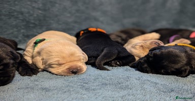 Labrador Retriever dogs - Advert 3