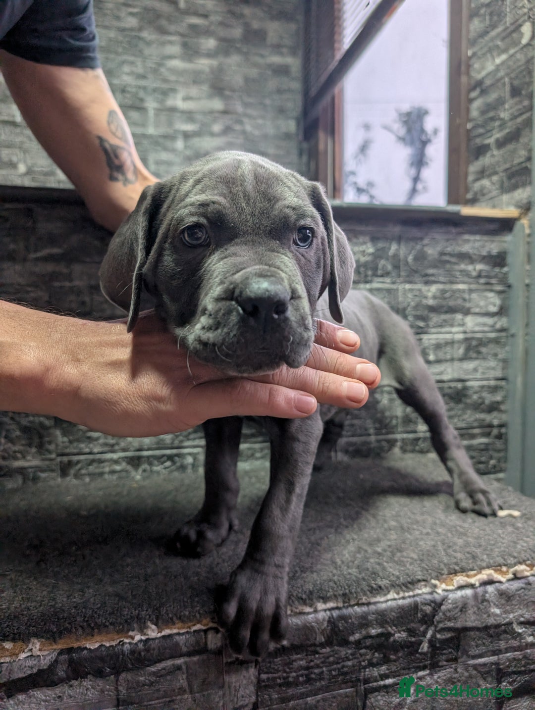 Cane Corso dogs for sale: Cane corso puppies  - Advert 25