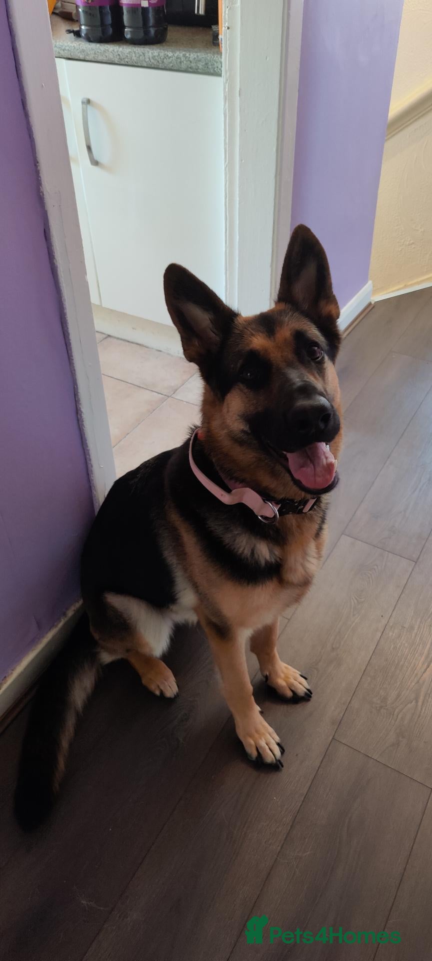 German Shepherd dogs 2 year old German Shepherd - Advert 2