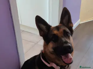 German Shepherd dogs 2 year old German Shepherd - Advert 1