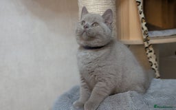 British Shorthair cats for sale: Only one boy available 💜🐾 - Image 2