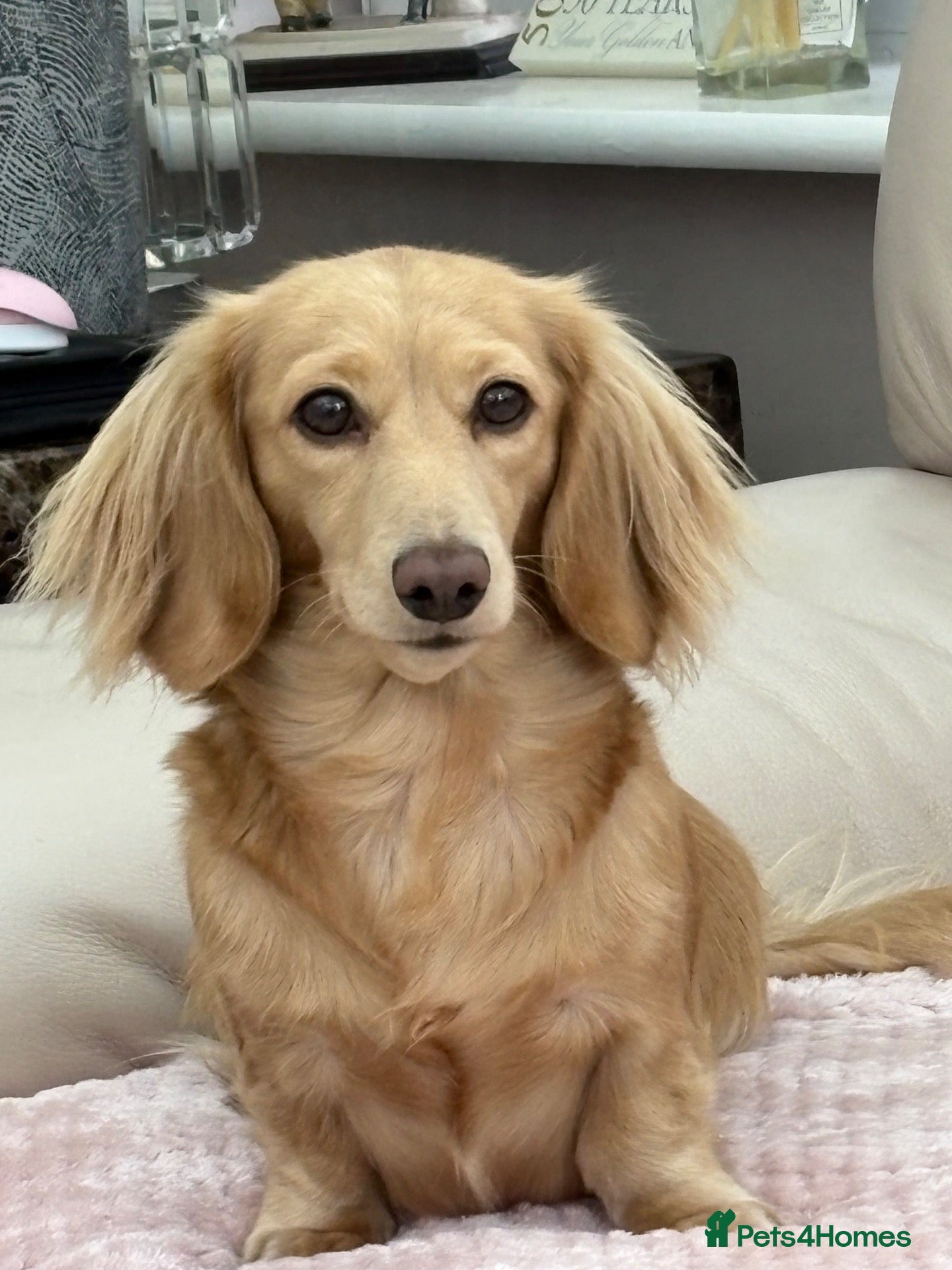 Dachshund dogs  Miniature Long Haired Dachshund puppies - Advert 1