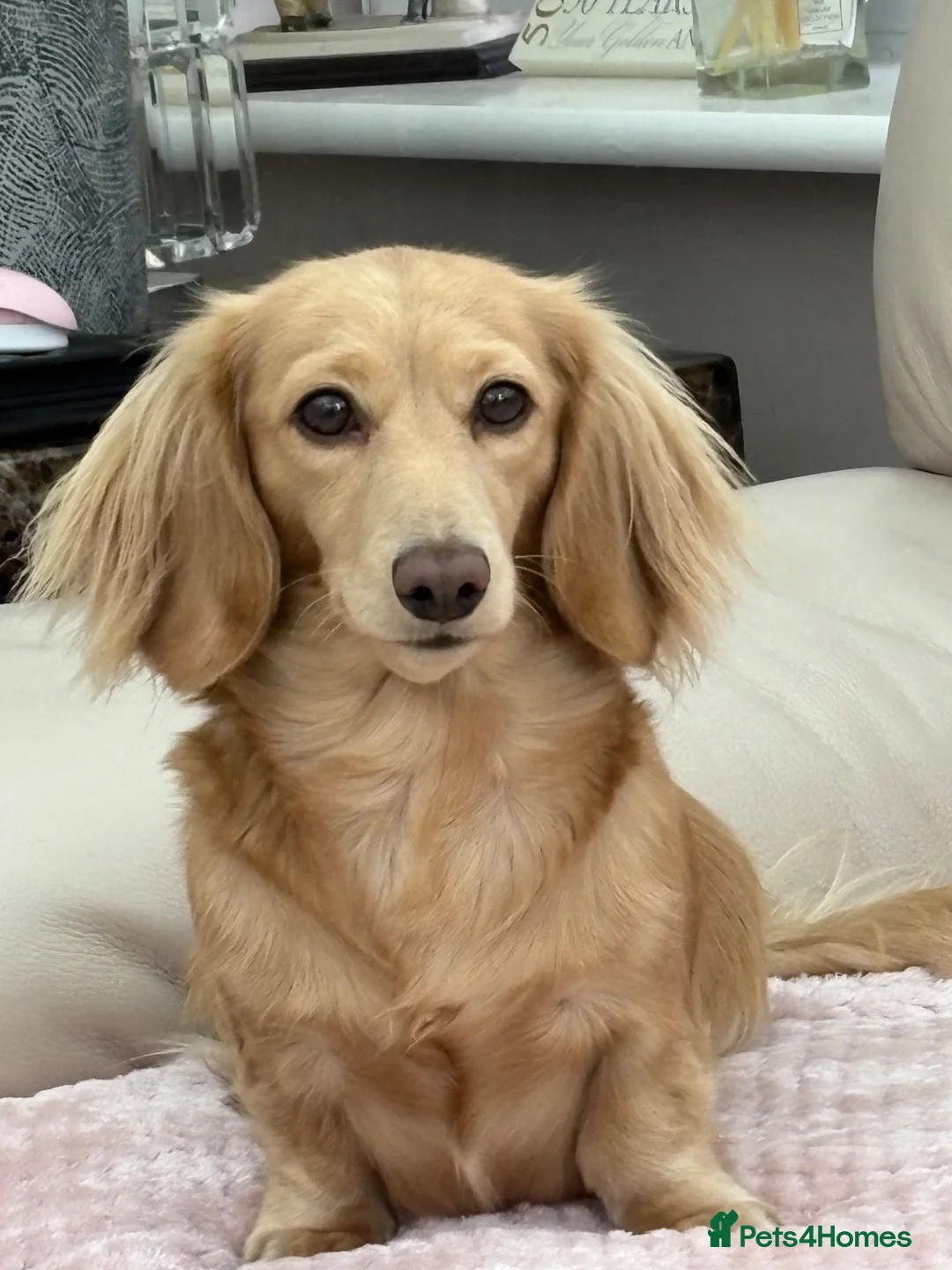 Dachshund dogs for sale:  Miniature Long Haired Dachshund puppies - Advert 1