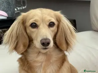 Dachshund dogs Miniature Long Haired Dachshund puppies - Advert 15