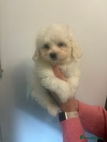 Maltipoo dogs - Advert 1