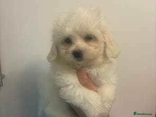 Maltipoo dogs 🤩 1 stunning female maltipoo puppy 🤩 - Advert 18
