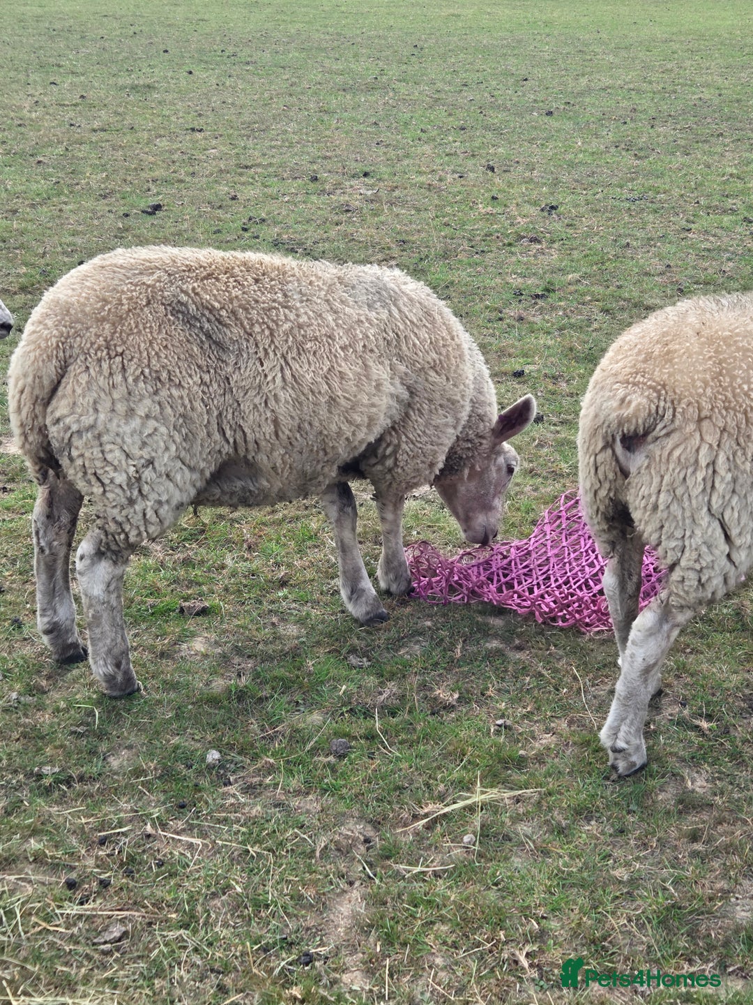 Sheep livestock for sale: Three texel ewe lambs for sale  - Image 3