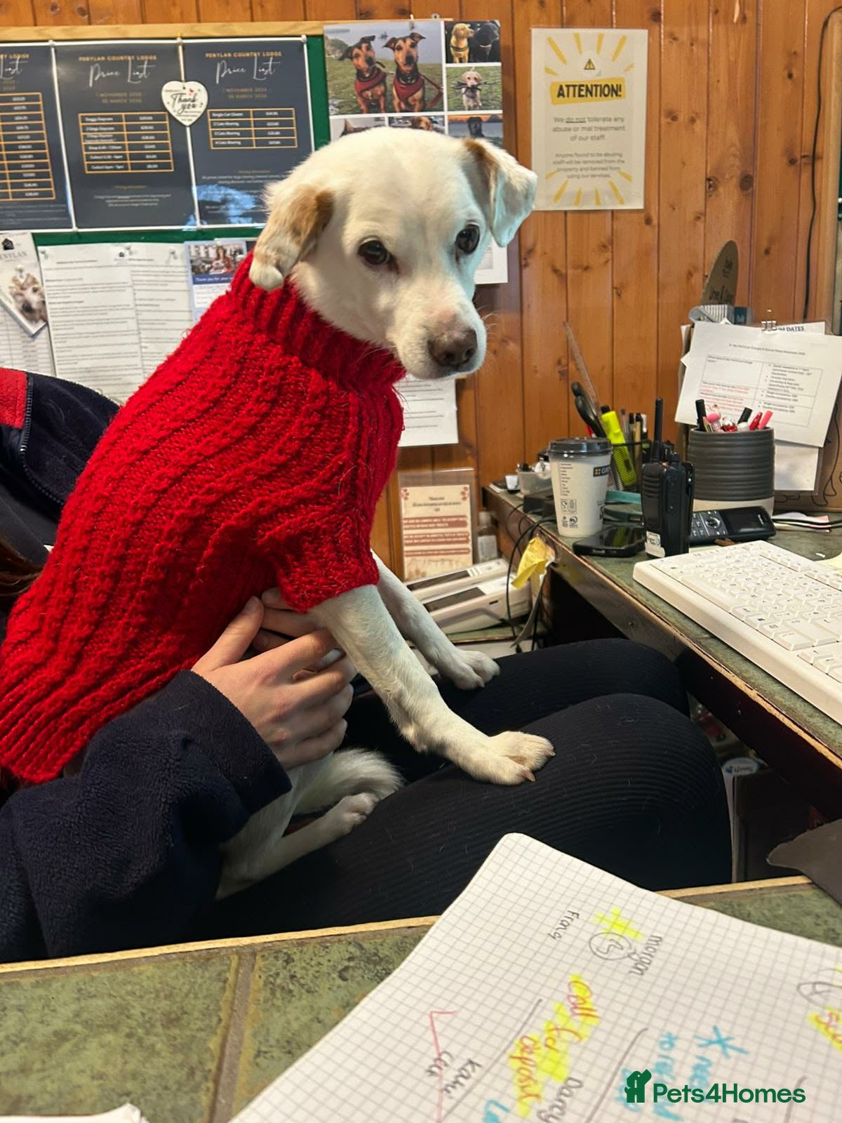 Mixed Breed dogs Sweet senior Bobby looking for his golden basket - Advert 7