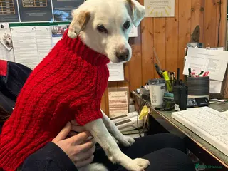 Mixed Breed dogs Sweet senior Bobby looking for his golden basket - Advert 7