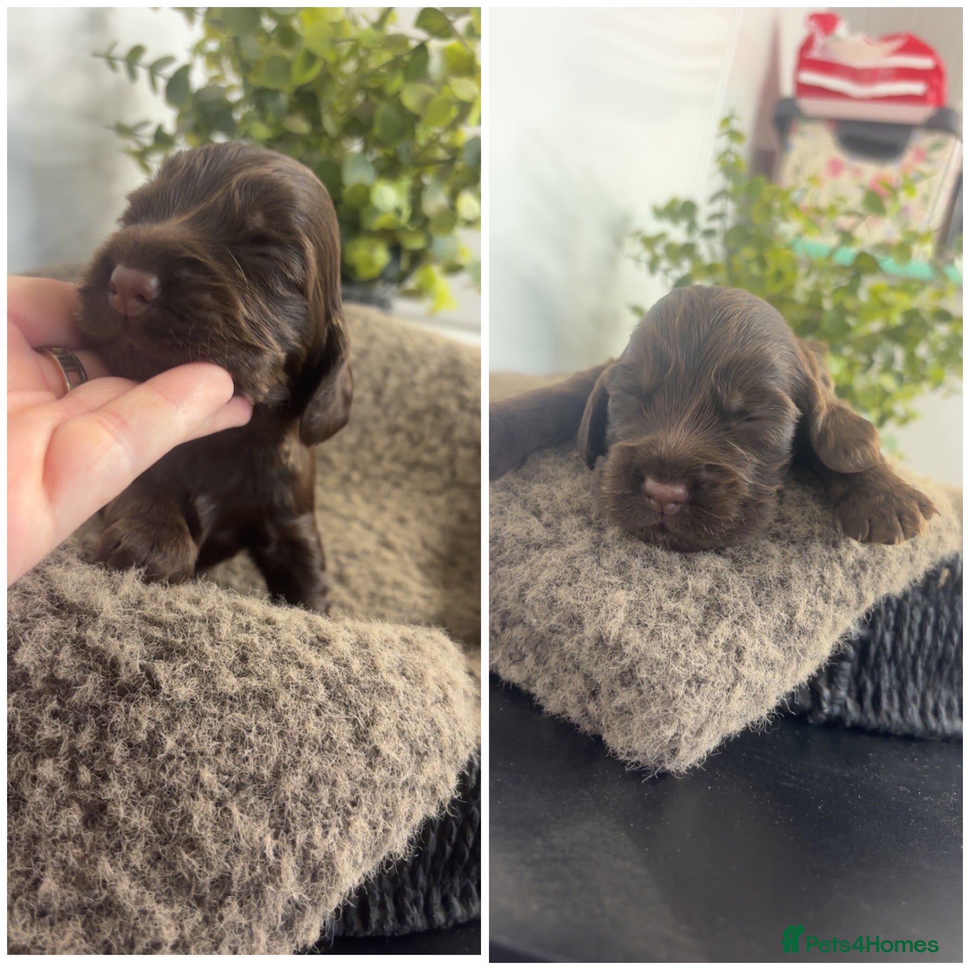 Cocker Spaniel dogs 🤎 KC show cocker spaniels 🤎 - Advert 2
