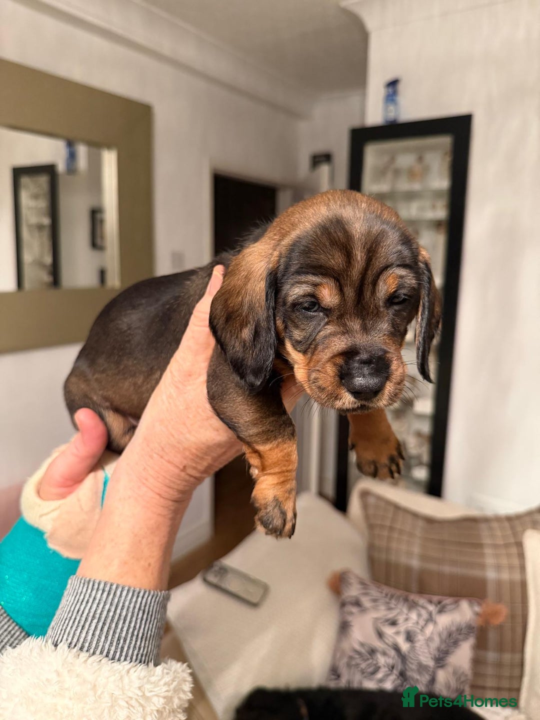 Dachshund dogs for sale: Tekel (wire haired dachshund) READY TO GO NOW - Advert 23
