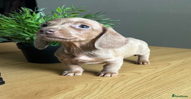 Miniature Dachshund dogs - Advert 14