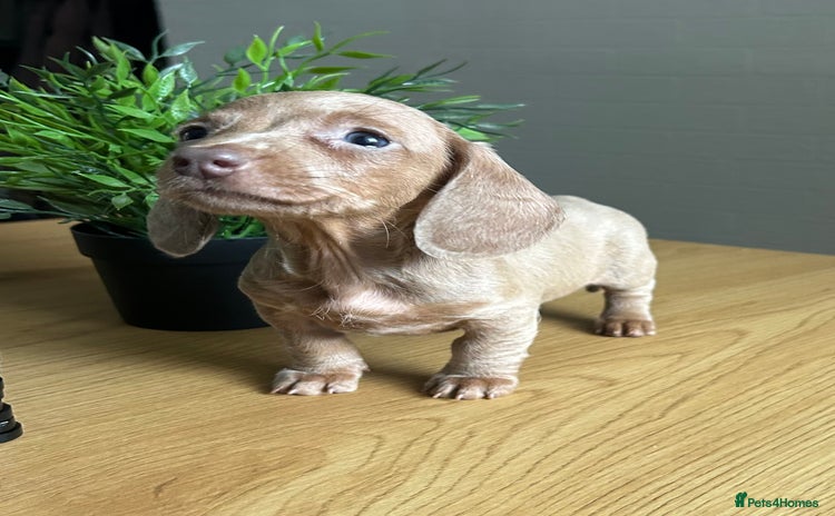 Miniature Dachshund dogs - Advert 1