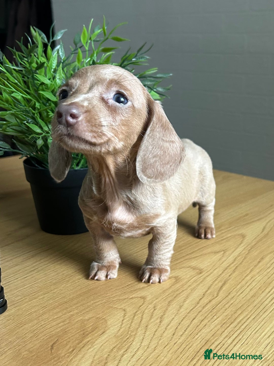 Miniature Dachshund dogs for sale: Perfecf kc true miniature dachshunds - Image 4