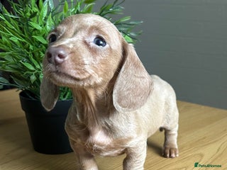 Miniature Dachshund dogs - Advert 1