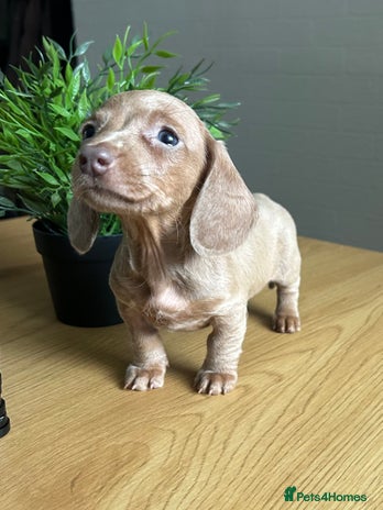Miniature Dachshund dogs - Advert 5