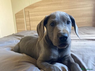 Great Dane dogs Great Dane puppies looking for forever homes - Advert 7