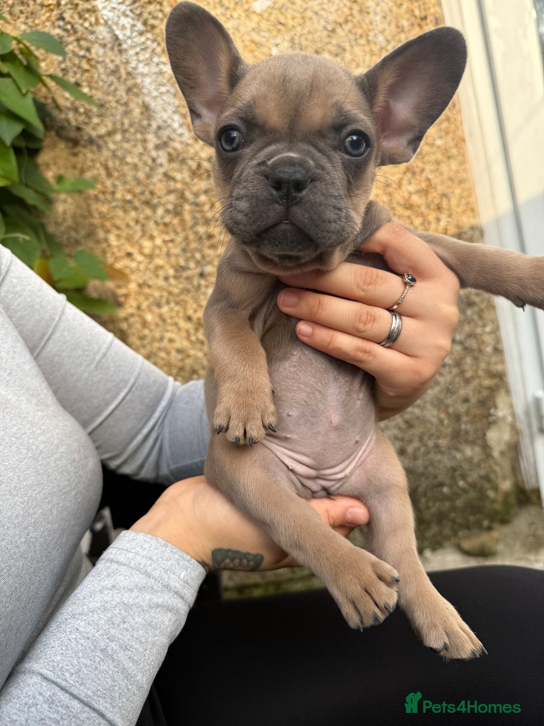 French Bulldog dogs for sale: Adorable Fresh bulldog - Image 7