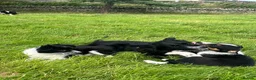 Border Collie dogs for sale: Farm reared Collie pups in Biggar - Advert 2