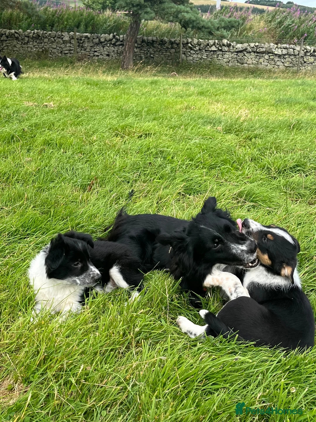 Border Collie dogs for sale: Farm reared Collie pups in Biggar - Advert 2