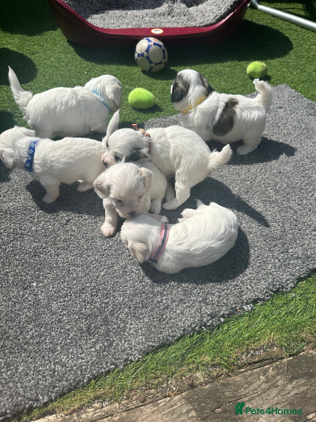 Bichon Frise dogs for sale: 6 Little puppies Bichon frise - Image 3