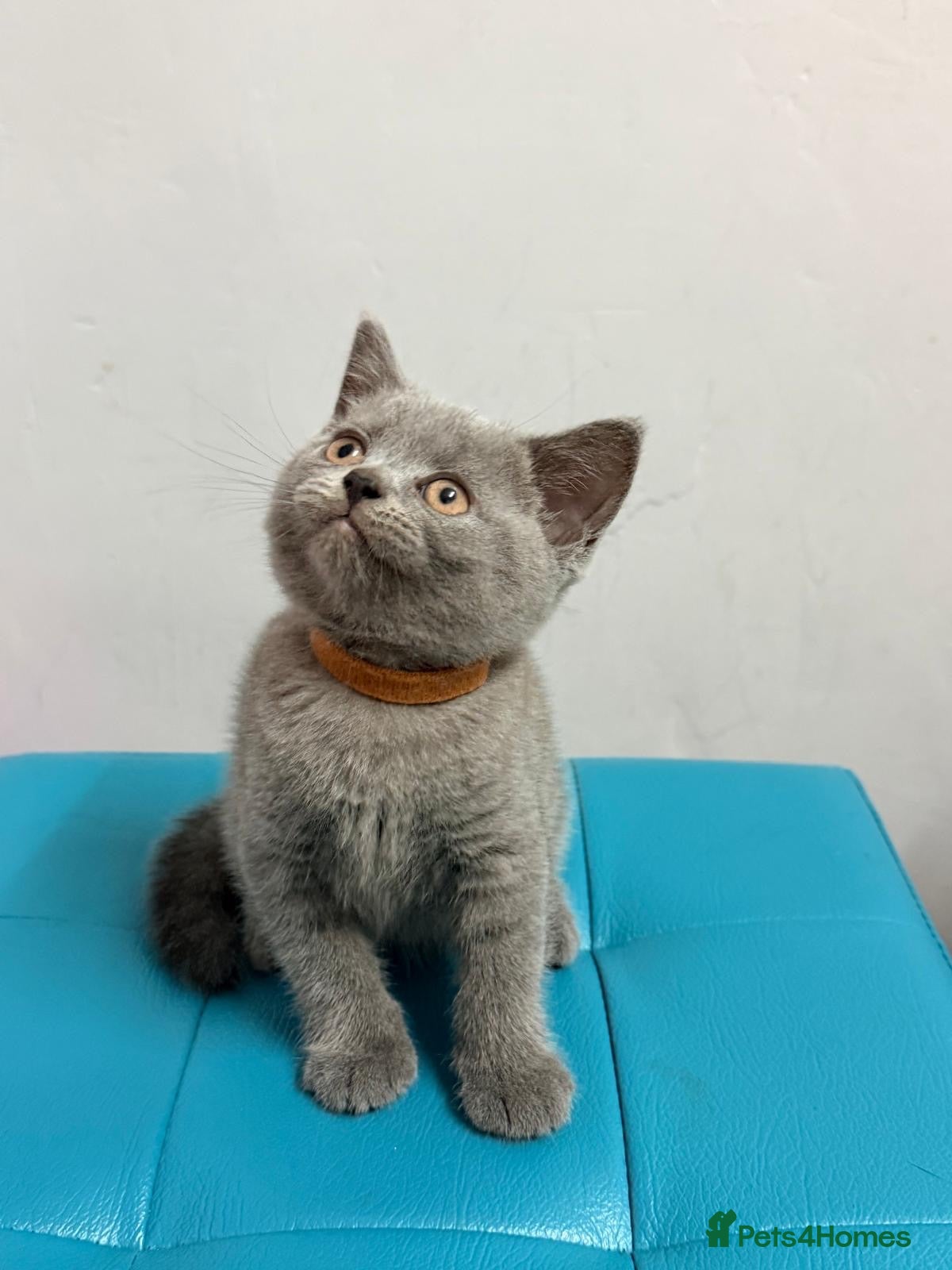 British Shorthair cats Ready now 💙❤️Fluffy’s BSH💙❤️ - Advert 1
