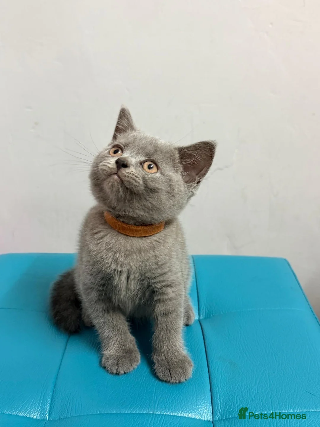 British Shorthair cats for sale: Ready now 💙❤️Fluffy’s BSH💙❤️ - Advert 1