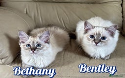 Ragdoll cats for sale: GCCF Registered Kittens - Image 7