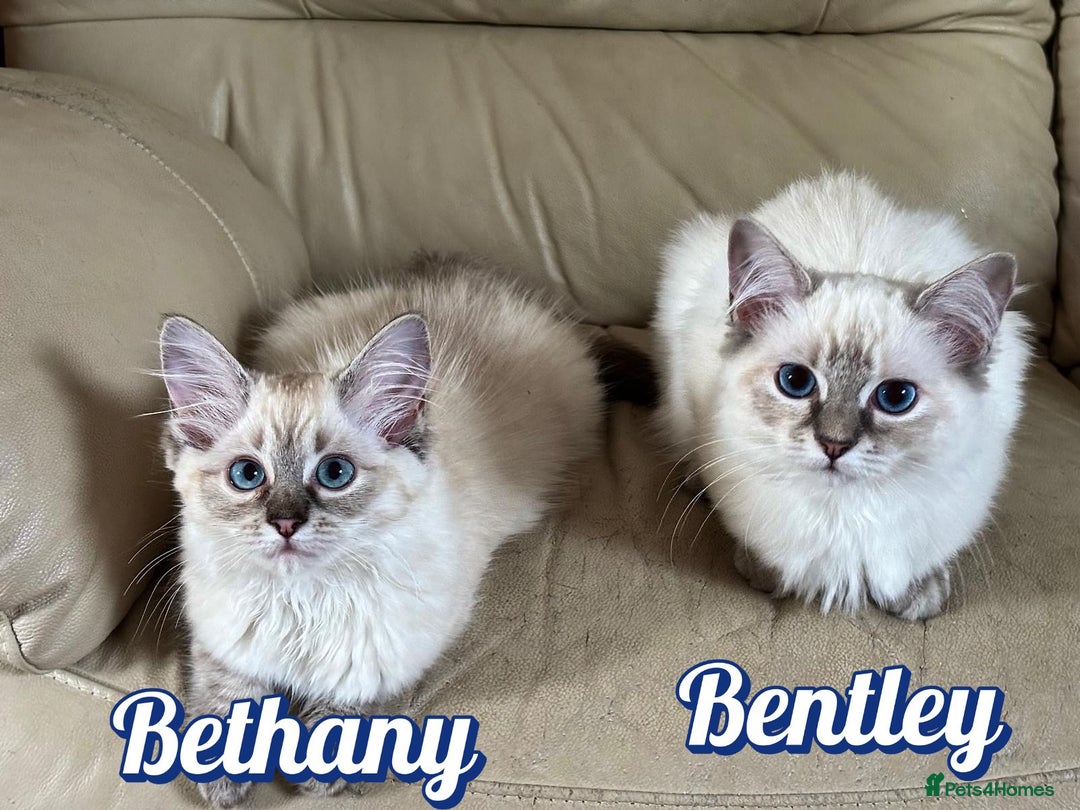 Ragdoll cats for sale: GCCF Registered Kittens - Image 7